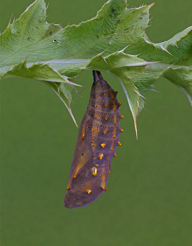 Painted Lady chrysalis